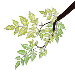 Wall Mural - Branch with green leaves