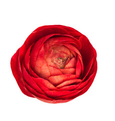 Poster - Red ranunculus isolated white background. Flower head