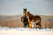 Herd Of Horses In A Field In Winter.