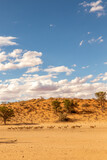 Fototapeta Sawanna - Springbok herd crossing through the Kgalagadi