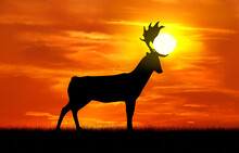 Silhouette Of A Deer Against A Sunset Background, The Deer Holds The Sun In Its Antlers