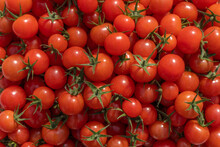 Lots Of Freshly Picked Cherry Tomatoes