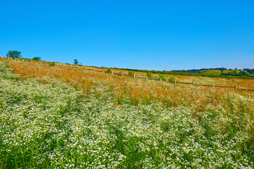 Wall Mural - Chamomile swaying on the wind