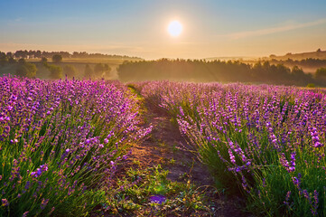 Wall Mural - The foggy sunrise over lavender field