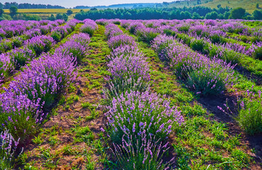 Sticker - The field of blooming lavender