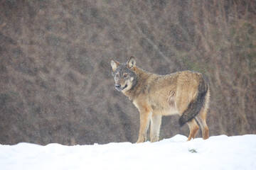  The wild european wolf (Canis lupus lupus) in the snow blizzard.