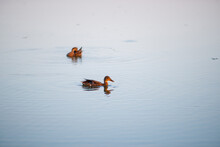 Two Ducks Swim In Dark Water During The Day.