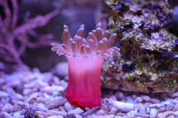 Wall Mural - Eine Kupferanemone in einem Meerwasseraquarium.