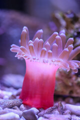 Wall Mural - Eine Kupferanemone in einem Meerwasseraquarium.