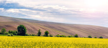 Rural Landscape With Yellow Rapeseed Field And Plowed Field In The Distance. Rapeseed Blossoms In The Field