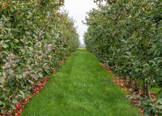 Last apples on apple plantations after harvest in october