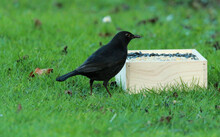 Blackbird Feeding On Seed