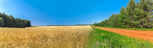 Dirt Road In A Wheat Field And A Forest On A Sunny Summer Day