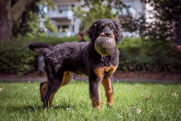 Wall Mural - Hovawart in the green meadow with flying ears plays with his ball. Young dog with dark brown fluffy fur with light brown spots and long tail.