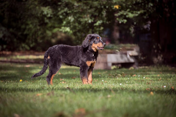 Wall Mural - Hovawart in the green field. Young dog with dark brown fluffy fur with light brown spots and long tail.