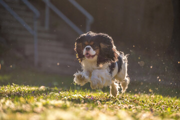 Wall Mural - Cavalier King Charles Spaniel purebred plays and runs in the garden in the green meadow. Three colored little dog with floppy ears flying around when running.