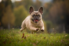 Flying French Bulldog In The Grass With A Beaming Face. Purebred Dog While Running With Stretched Paws And Laughing Mouth. Close Up