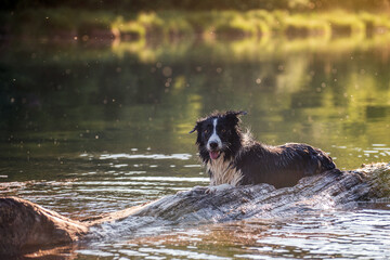 Wall Mural - Black and white border collie in the water of a lake by a floating tree trunk. The look into the camera, the ears folded down. The tongue stuck out