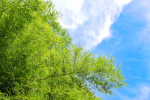 Green Bamboo Leaves Blue Sky Background