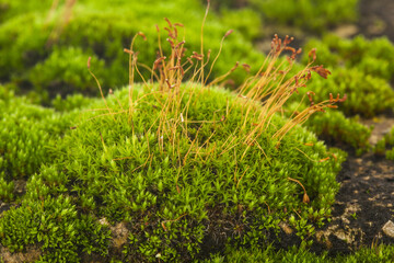 Wall Mural - Green moss in the forest.