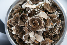 Coriolus Versicolor Is A Medicinal Tinder Fungus. Exploring The 