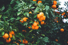 Ripe Oranges On Orange Trees