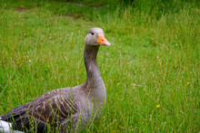 Greylag Goose In The Long Grass In Meadow. Single Grey Goose With Orange Beak Standing In Wet Grass.