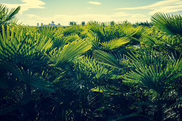 Canvas Print - palm leaves background tropical plants