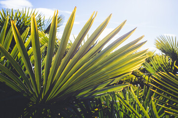 Canvas Print - palm leaves background tropical plants