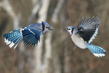 Blue Jays Fighting Over Food At Feeder Flapping And Fighting And Scrapping On Beautiful Sunny Winter Afternoon With Forest In Background