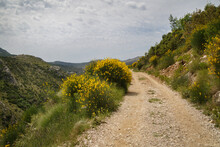 Dirt Road In The Highlands With Flowering Gorse Bushes On A Sunny Spring Day.