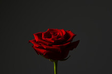 Red Rose, Symbol Of Love And Romance. Detail Close Up Of This Beautiful Flower Against Grey Background. Floral Photography.