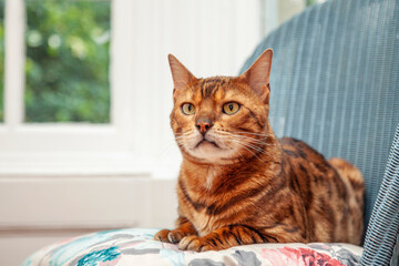 Wall Mural - Ginger Bengal Cat on Chair