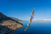 Beautiful Seascape With Blue Adriatic Sea, Blue Sky And Violet Wild Flowers On The Rocky Coastline Of Croatia, Europe