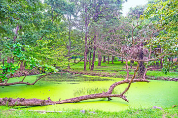 Sticker - The pond in Deepa Garden, Polonnaruwa, Sri Lanka