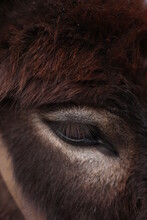 Brown Horse Eye Closeup, Wild Nature