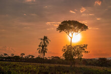 Sol Atrás De Uma árvore No Cerrado Em Minas Gerais.