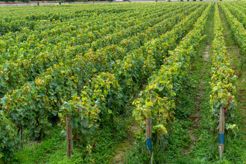 View on green vineyards of famous champagne houses in Reims, France