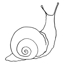 Drawing With Snail Lines. A Hand-drawn Sketch-style Snail With A Spiral Shell, Side And Back View, Isolated Black Outline On White For A Natural Element Design Template.
