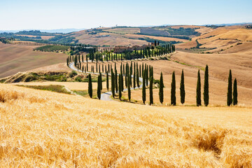 Wall Mural - wheat fields in summer in Tuscany