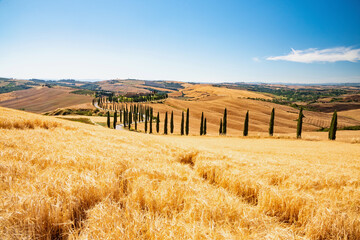 Canvas Print - wheat fields in summer in Tuscany