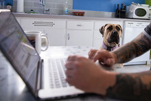 Man At Laptop Looking Over At Dog Kitchen