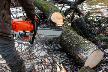 A man with a chainsaw cuts a tree trunk. Harvesting firewood for the winter. Illegal felling of trees.