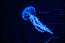 Beautiful Jellyfish In Dark Water. Cute Blue Jellyfish On Black Background