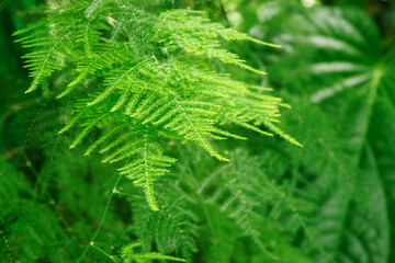 Wall Mural - Close-up of a fern leaf outdoors in nature.
