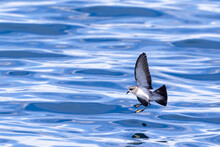 White-faced Storm Petrel In New Zealand