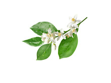 Orange Blossom Branch With Flowers And Rain Drops Isolated On White