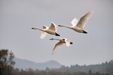 Fototapeta Na sufit - Soaring tundra swan, 2021/11/3