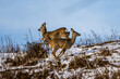 deer in the wild, run,  Slovakia, Europe