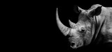 Fototapeta Zwierzęta - African Rhino , Rhinoceros wildlife animal isolated black white , Baner Panorama
